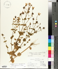 Sabatia angularis image