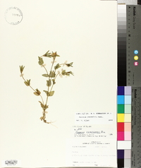 Sabatia campestris image