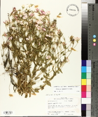 Sabatia campestris image