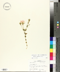 Sabatia campestris image