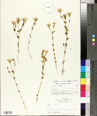 Sabatia campestris image