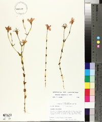 Sabatia campestris image