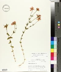 Sabatia campestris image