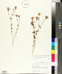 Sabatia campestris image