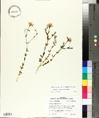 Sabatia campestris image