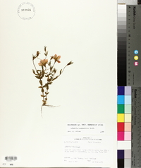 Sabatia campestris image