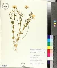 Sabatia campestris image