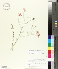 Sabatia campanulata image