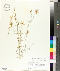 Sabatia campanulata image