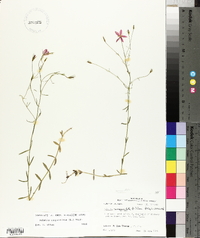 Sabatia campanulata image