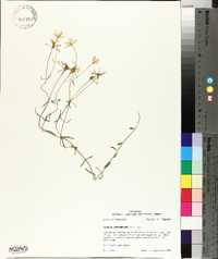 Sabatia campanulata image