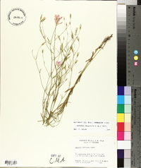 Sabatia campanulata image