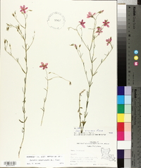 Sabatia campanulata image