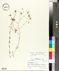 Sabatia campanulata image