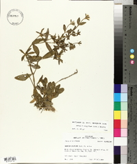 Sabatia calycina image