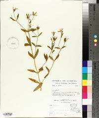 Sabatia calycina image