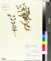 Sabatia calycina image