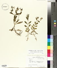 Sabatia calycina image