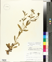 Sabatia calycina image