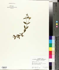 Sabatia calycina image