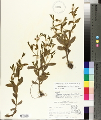 Sabatia calycina image