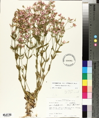 Sabatia brachiata image