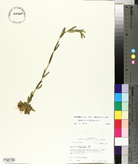 Sabatia brachiata image