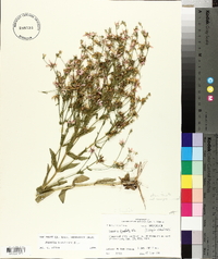 Sabatia brachiata image