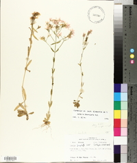 Sabatia brachiata image