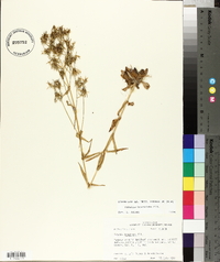 Sabatia brachiata image