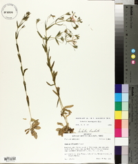 Sabatia brachiata image