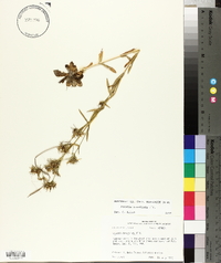 Sabatia brachiata image