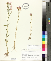 Sabatia brachiata image