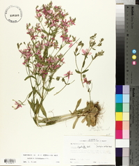 Sabatia brachiata image