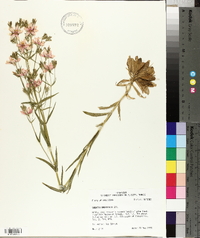 Sabatia brachiata image