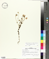 Sabatia campestris image