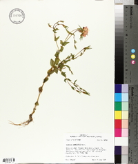 Sabatia campestris image