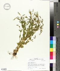 Sabatia campestris image