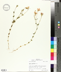 Sabatia campestris image