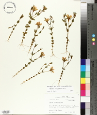 Sabatia campestris image