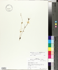 Sabatia campestris image