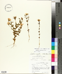 Sabatia campestris image