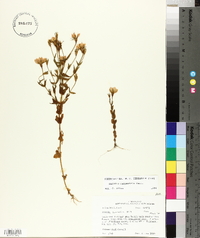 Sabatia campestris image