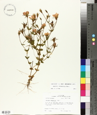 Sabatia campestris image