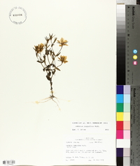 Sabatia campestris image