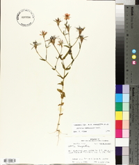 Sabatia campestris image