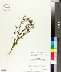 Sabatia campestris image