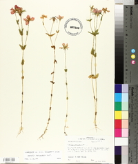 Sabatia campestris image