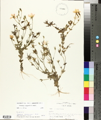 Sabatia campestris image