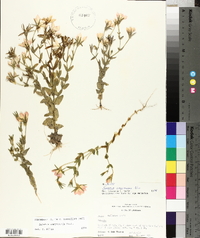 Sabatia campestris image